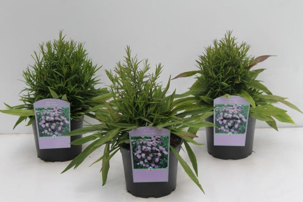 Aster dumosus 'Lady in Blue', Kissen-Aster, blau, 2 Liter Container