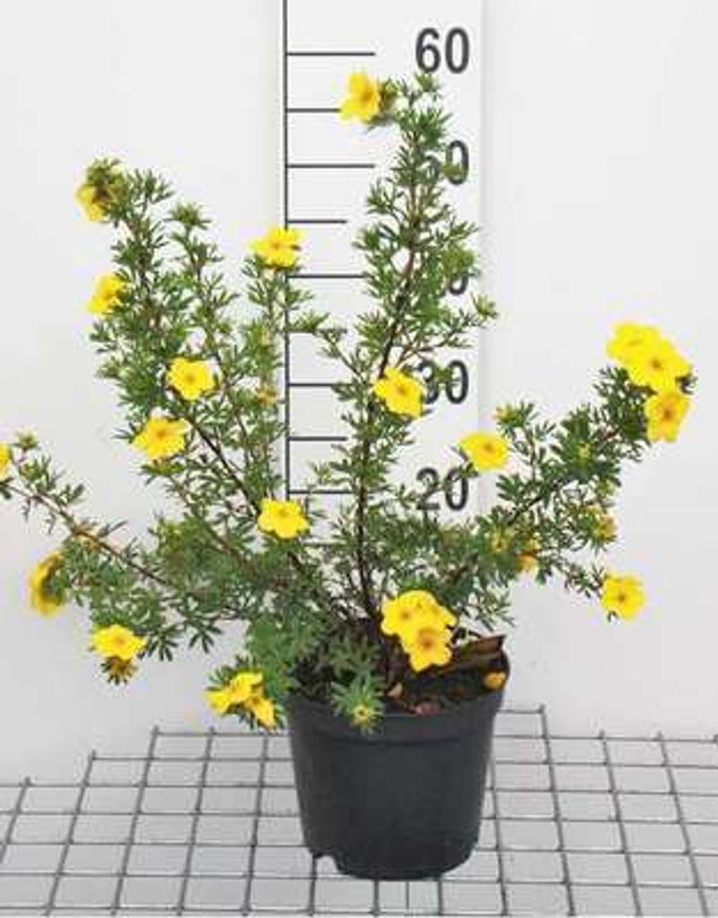 Potentilla frut. 'Goldfinger' - Fingerstrauch 25- 30 cm - Container
