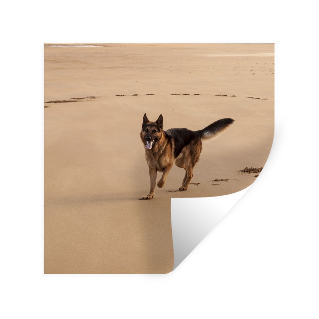 MuchoWow Wandtattoo Wandsticker Wandaufkleber Deutscher Schäferhund spielt am Strand 30x30 cm Selbstklebend und Repositionierbar - Repositionier...