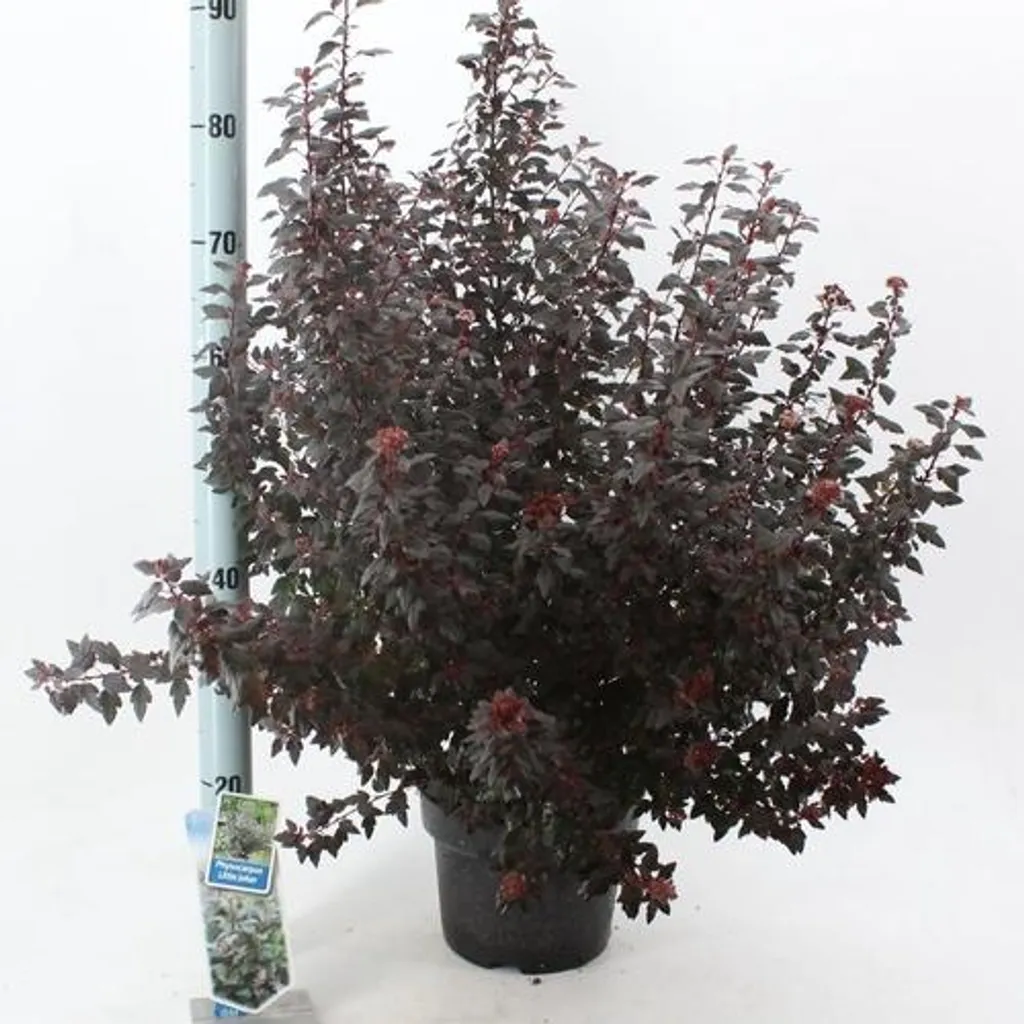 Arbuste Physocarpe Little Joker 40-50cm - Feuillage pourpre compact