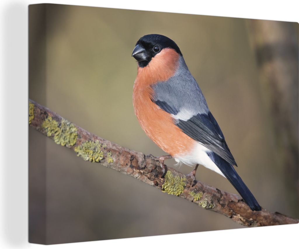 OneMillionCanvasses - Leinwandbilder - 140x90 cm, Ein bunter Stieglitz sitzt auf einem Zweig im Vereinigten Königreich, Wandbilder Kunstdruck Wa...