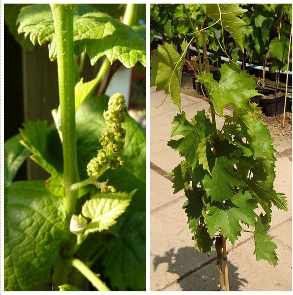 Arkadia pilzfeste gelber kräftige Weinrebe helle Weintraube im 3,5 Liter Topf