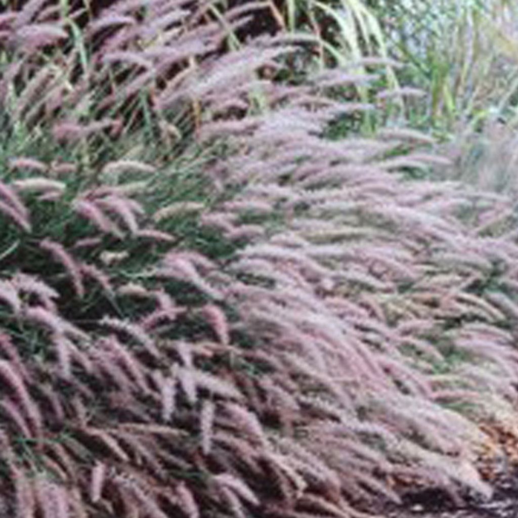 6 x Lampenputzergras viridescens - Pennisetum viridescens | Topf 9cm x 9cm