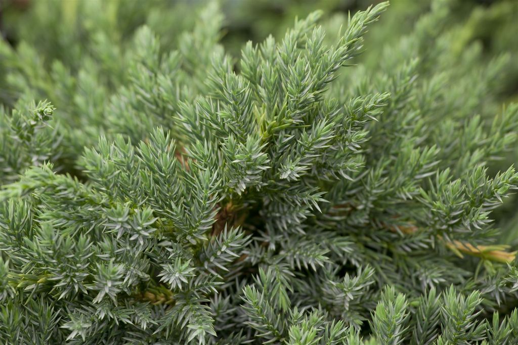 Juniperus squamata 'Blue Carpet', Blauer Teppichwacholder, 15–20 cm