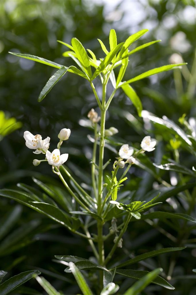 Choisya ternata 'White Dazzler', Orangenblume, weiß, 30–40 cm