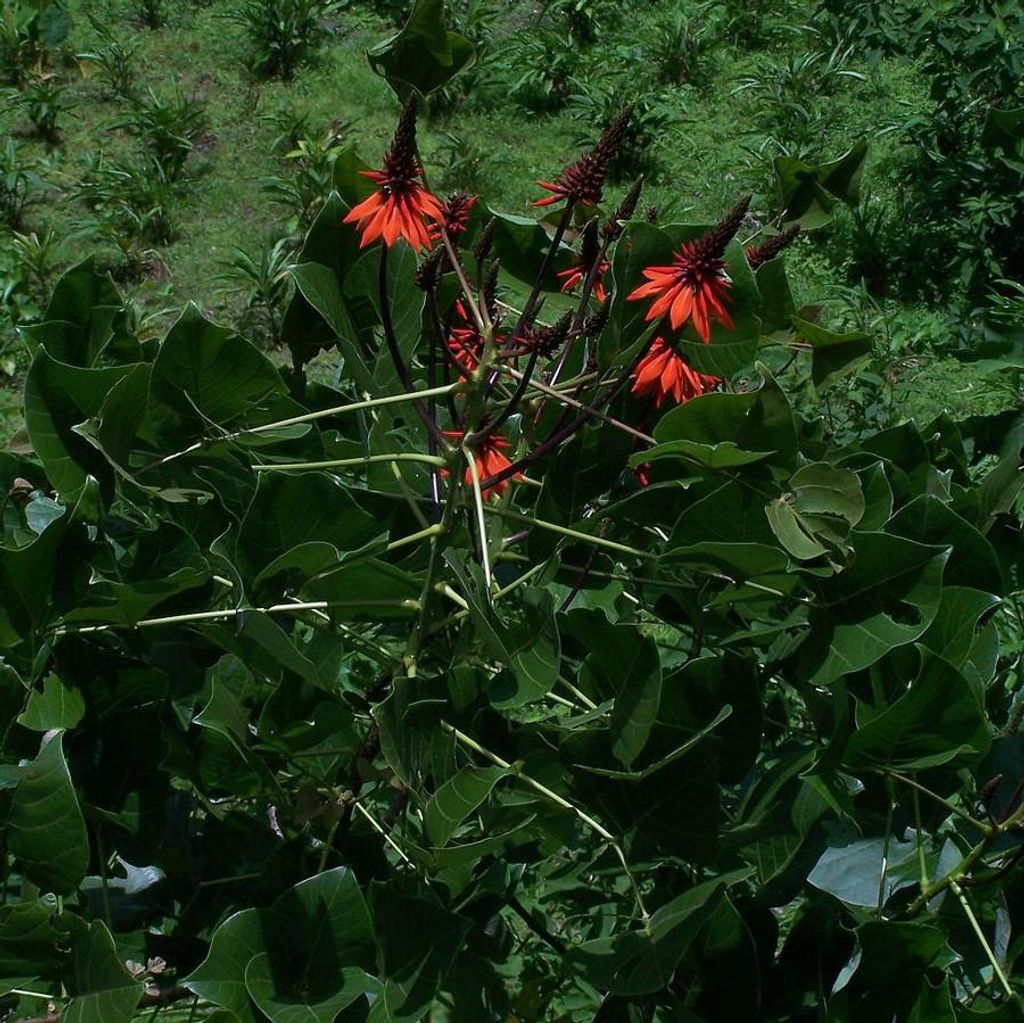 Korallenstrauch (Erythrina arborescens) - 5 semillas Imagen del producto 