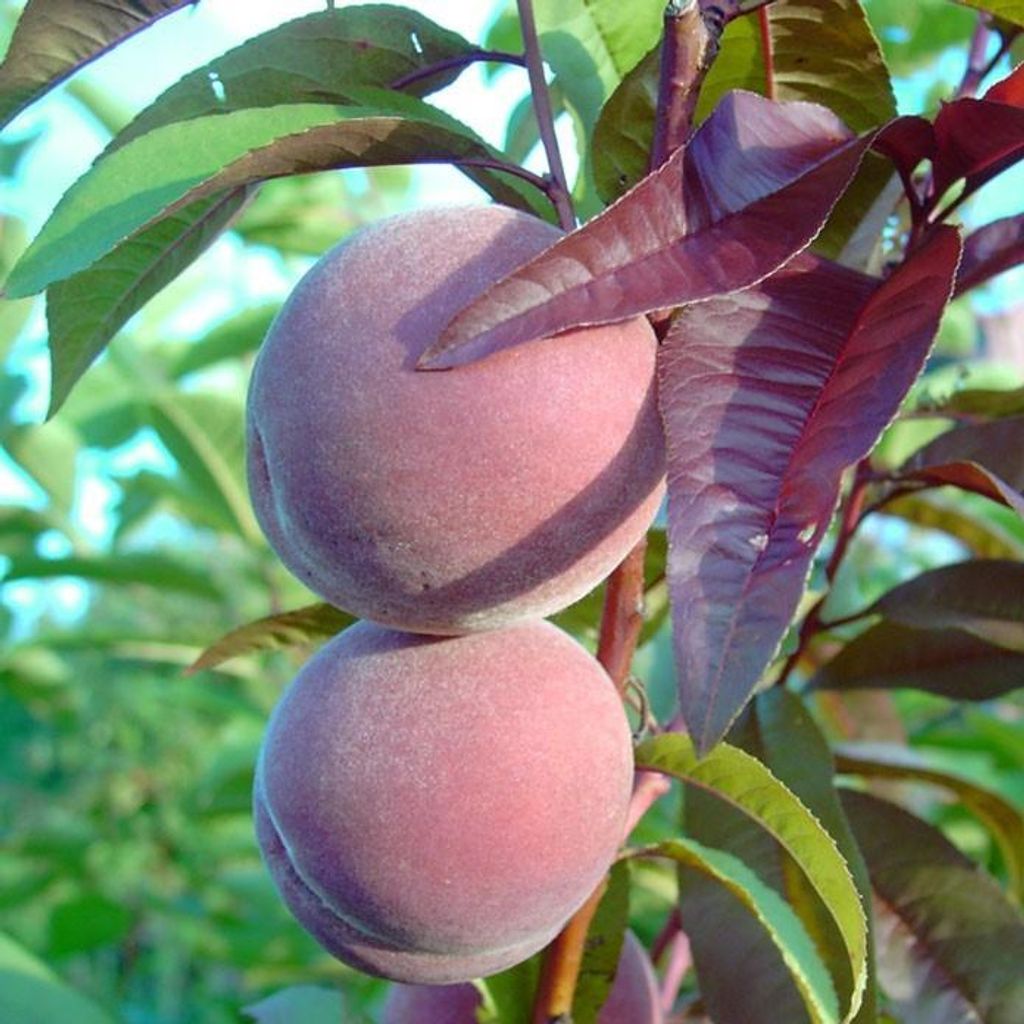 Rubira Blutpfirsich Pfirsichbaum Buschbaum rotes Laub Produktbild 