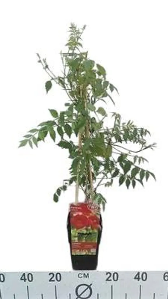 Plante grimpante Bignone Campsis radicans 50-60 cm en pot robuste