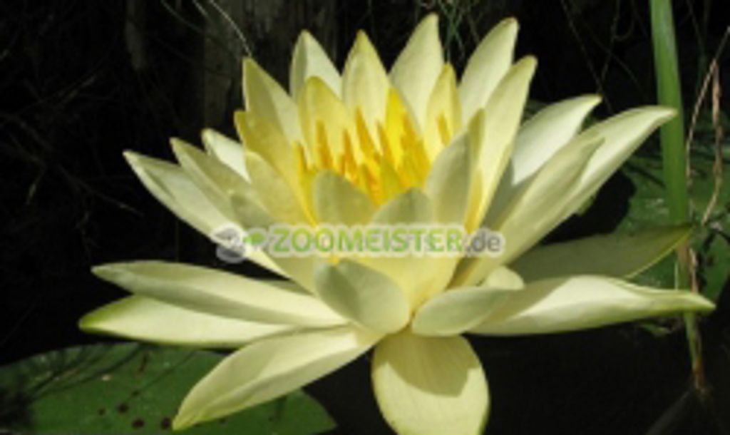 Seerose Colonel Welch winterhart hellgelb - Rhizom, Produktbild 