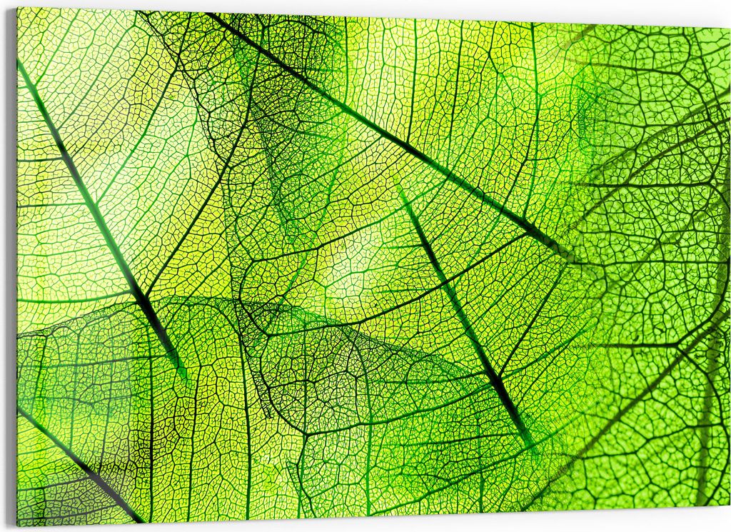 DEQORI Magnettafel Glas 90x60 cm 'Transparente Laubblätter' beschreibbar Whiteboard