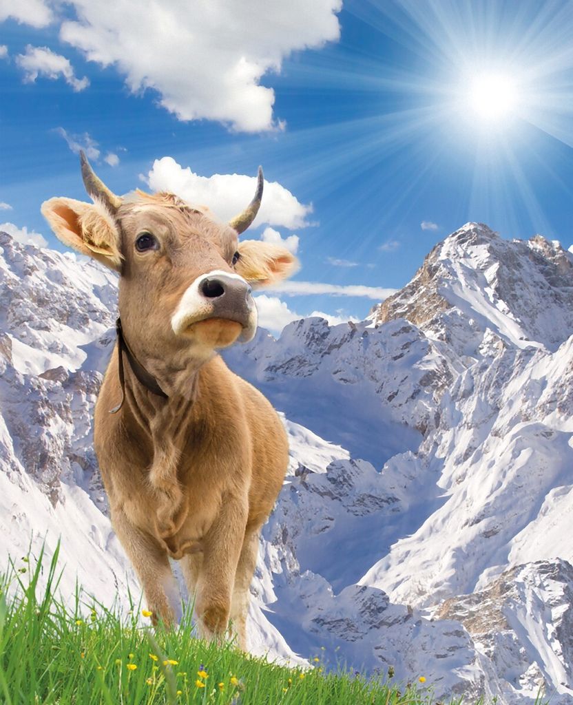 Wallario Sticker / Aufkleber für Kühlschrank / Geschirrspüler / Küchenschränke, selbstklebende Folie - 60 x 80 cm, Motiv: Kuh im Sonnenschein ...