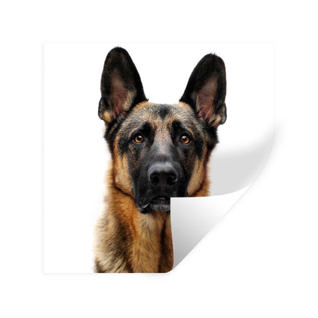 MuchoWow Wandtattoo Wandsticker Wandaufkleber Deutscher Schäferhund mit weißem Hintergrund 30x30 cm Selbstklebend und Repositionierbar - Reposi...