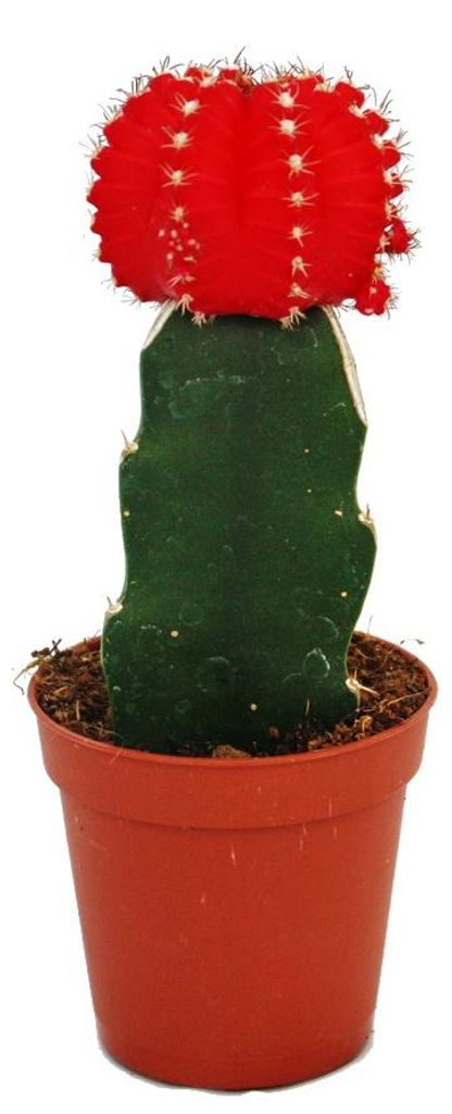 Gymnocalycium mihanovichii - Erdbeerkaktus - rot - 5,5cm Produktbild 