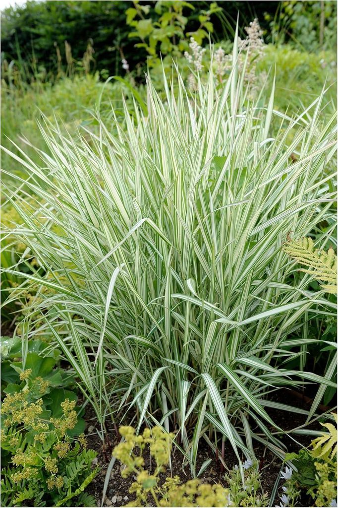 Stauden Gänge 10 x Phalaris arundinacea 'Picta' im 1 Liter Topf - Filigrane Streifen, die Akzente setzen - Winterhart - Mehrjährig