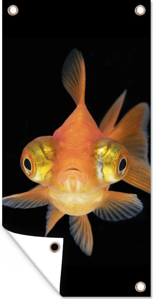 MuchoWow 40x80 cm Outdoor-Poster Gartendeko Sichtschutz Garten Poster für den Garten Goldfisch - Meerestiere - Augen