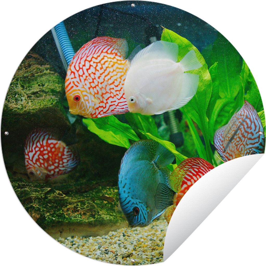 MuchoWow Gartenposter Outdoor-Poster Rund Fische in einem Aquarium Ø 120 cm Gartendeko Rundes Poster draußen