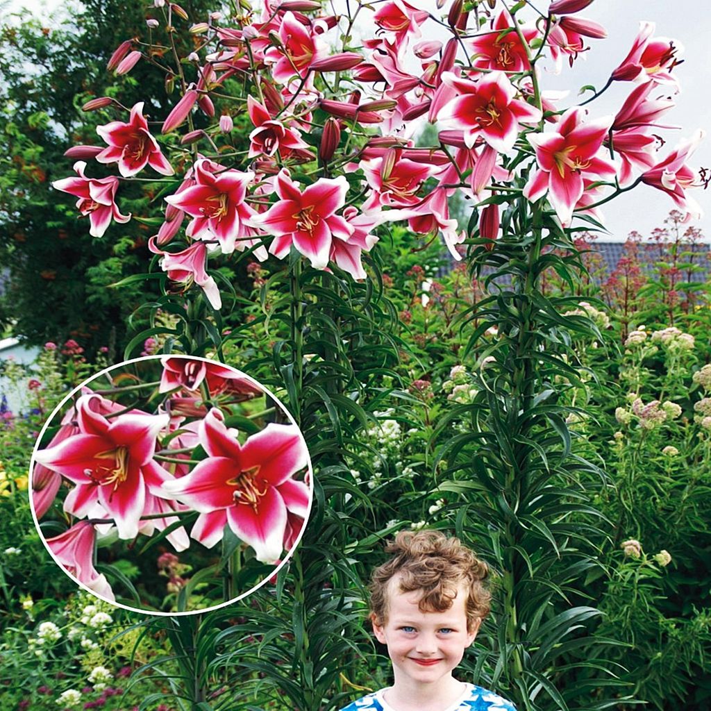 Lilien Blumenzwiebeln Zwiebeln Blumen Baumlilie Friso 1 St.