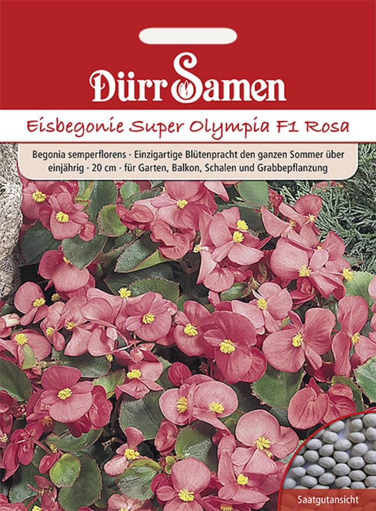 Eisbegonie Super Olympia F1 rosa | Eisbegoniesamen von Dürr Produktbild 