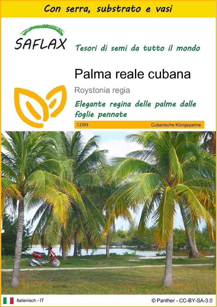 SAFLAX Insieme di coltivazione - Palma reale cubana - 8 Immagine del prodotto 