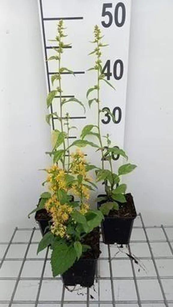 Réussir son Jardin d'Ombre avec 6 Solidago Variegata - Verge d'or en Pot