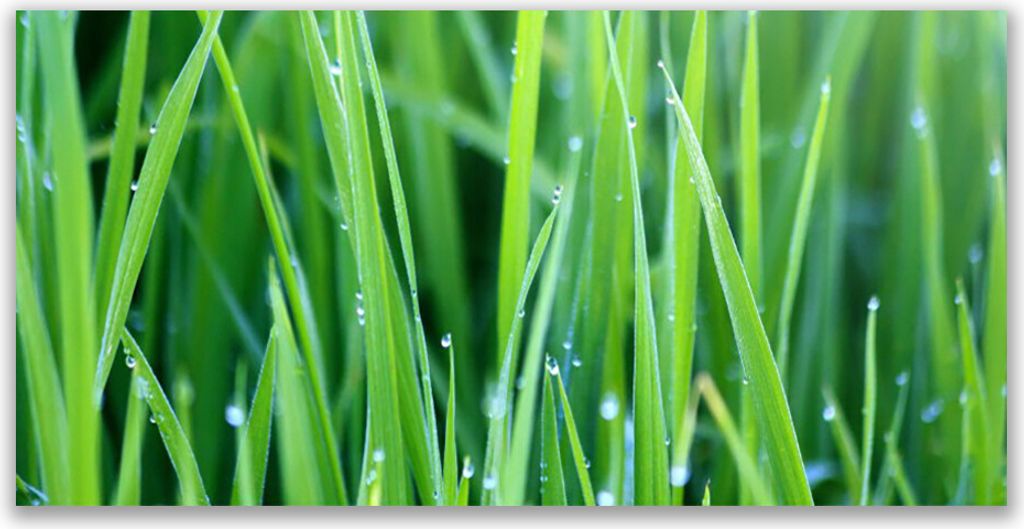 Glasbilder 120x60 Wandbild Druck auf Glas Gras Natur