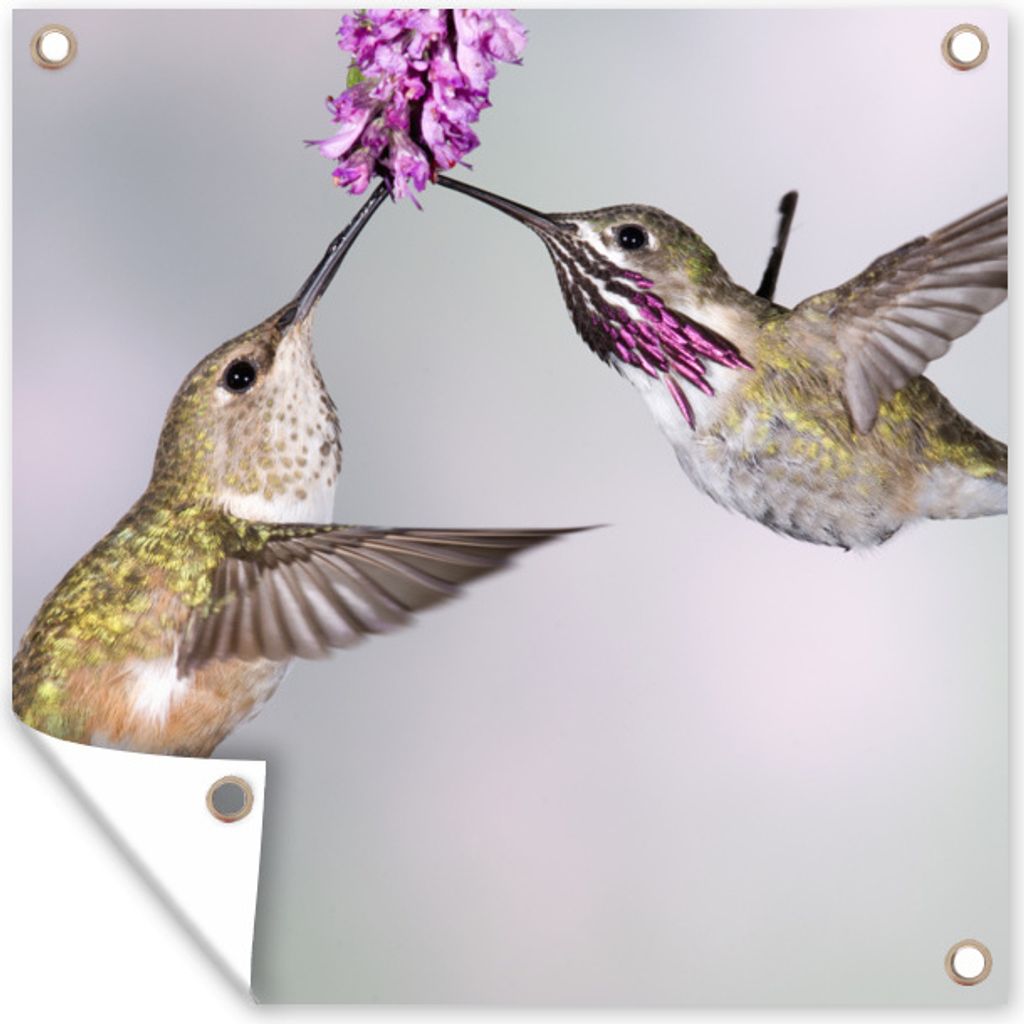 MuchoWow 100x100 cm Outdoor-Poster Gartendeko Sichtschutz Garten Poster für den Garten Kolibri - Blume - Rosa