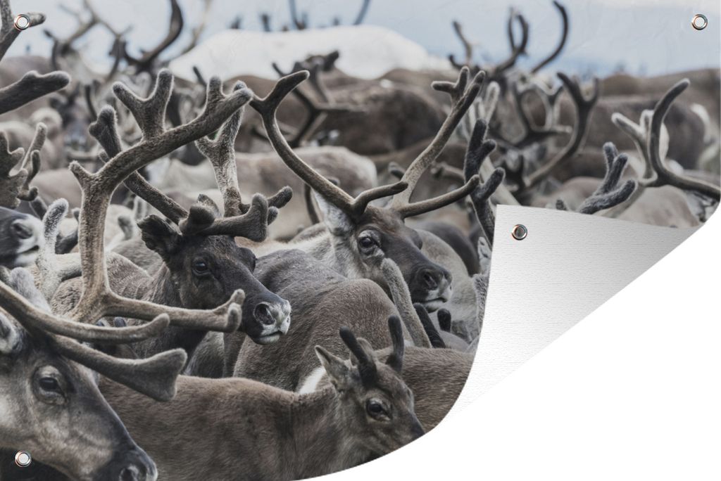MuchoWow 120x80 cm Outdoor-Poster Gartendeko Sichtschutz Garten Poster für den Garten Eine Gruppe von Rentieren im Winter