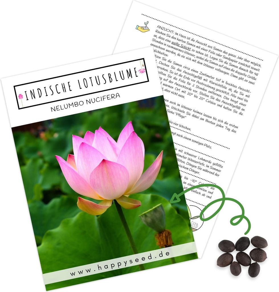 Lotus Samen winterhart (Nelumbo nucifera) - Indische Produktbild 1