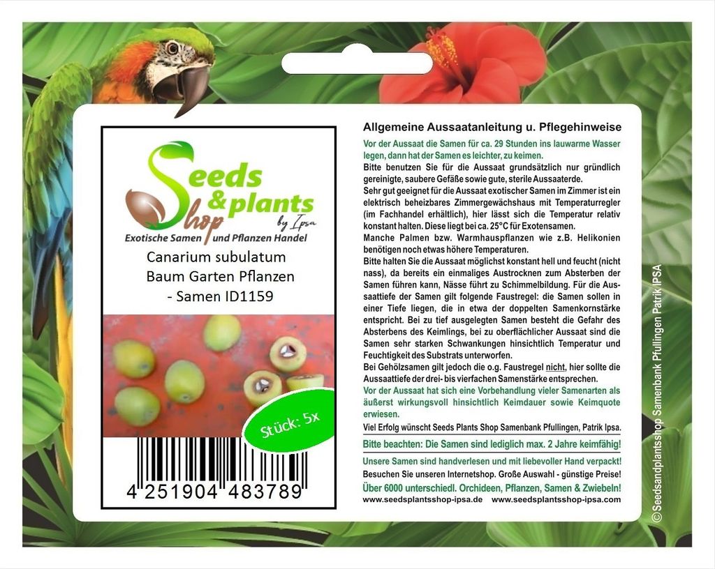 5x Canarium subulatum Baum Garten Pflanzen - Samen ID1159