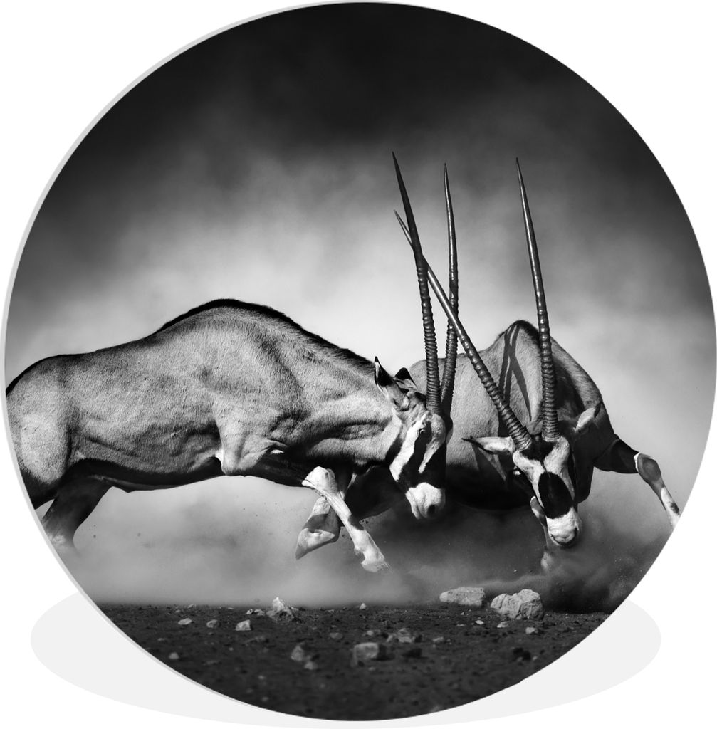 MuchoWow Rundes Wandbild - Runde Bilder Antilope - Schwarz und weiß - Porträt - Wildtiere - Tiere Ø 90 cm Kreis Wanddekoration Kunststoff - Wa...