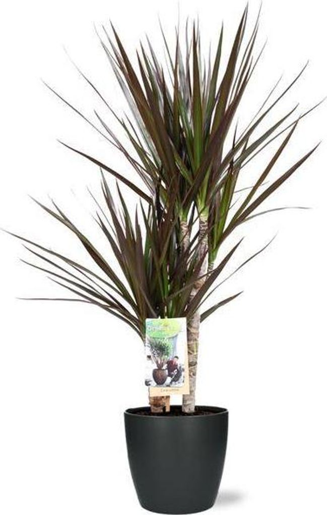 Dracaena Magenta – Drachenbaum – Zimmerpflanze – Ø17 cm – 80 cm hoch – inkl. Brüssel Topf Anthrazit Ø18x17 cm – pflegeleicht, dekorativ