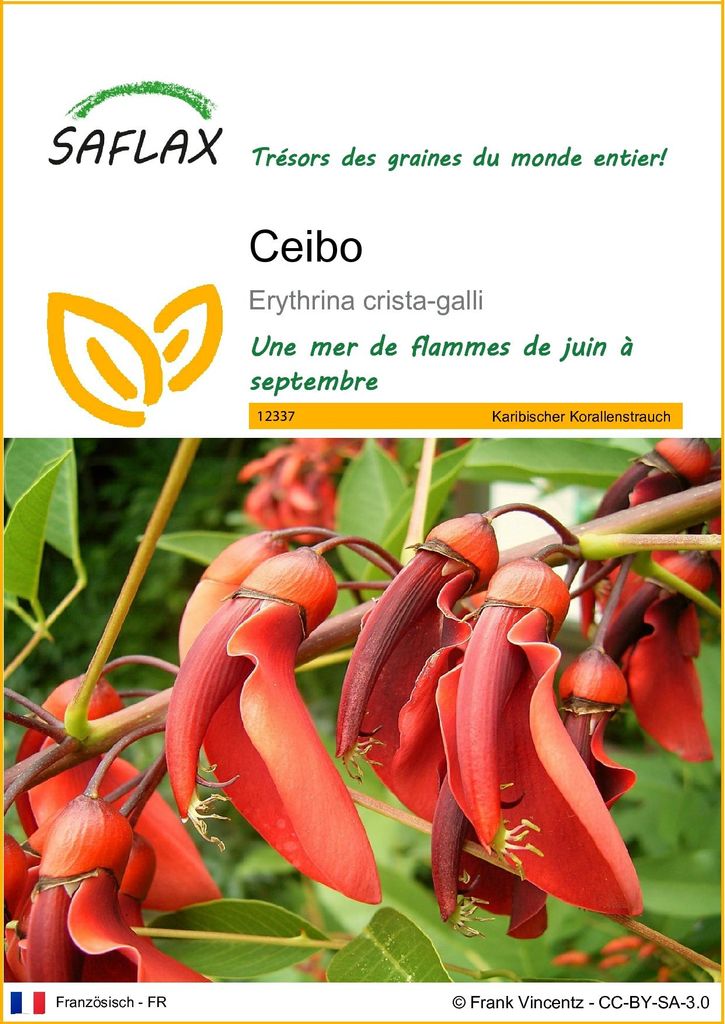SAFLAX  - Ceibo - 6 graines - Erythrina Image du produit 