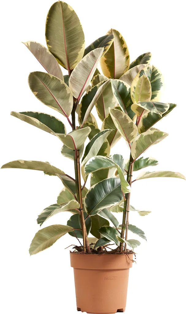 Ficus Elastica Tineke Bloomique - Plante Caoutchouc Naturelle - Pot 27cm