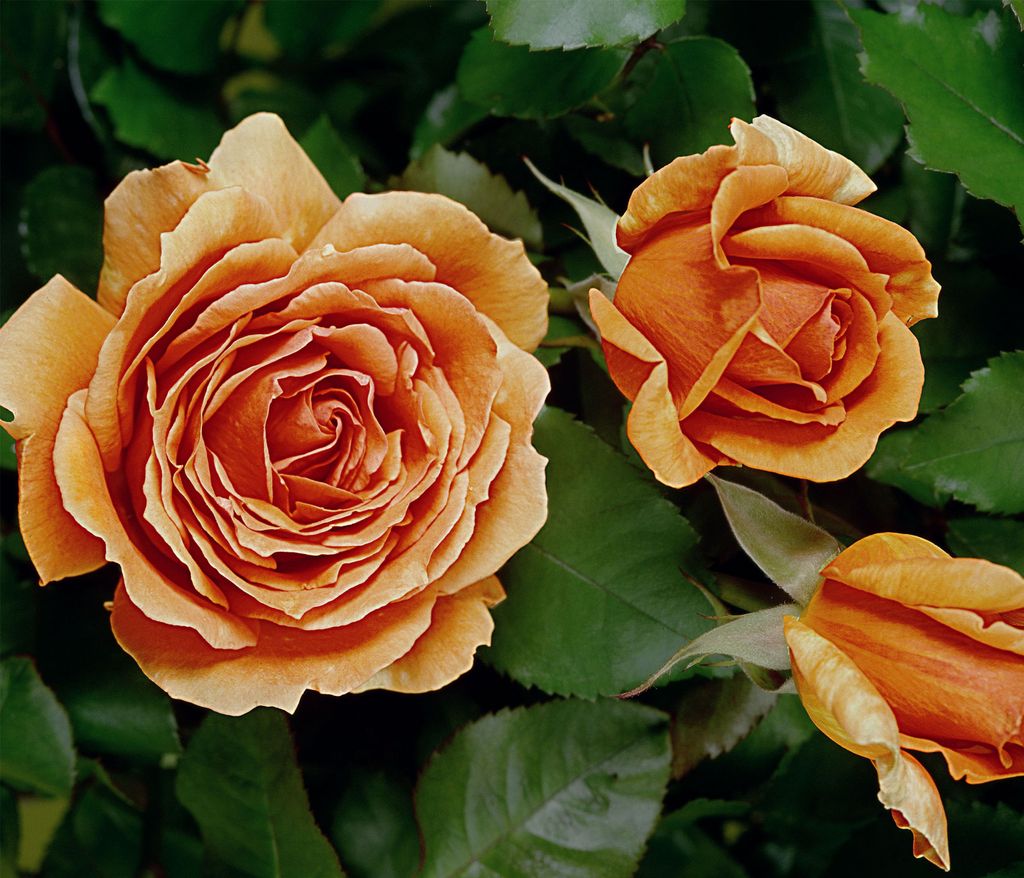 Dehner Rose Edelrose Ashram®, Züchter Tantau, Kaufland.de
