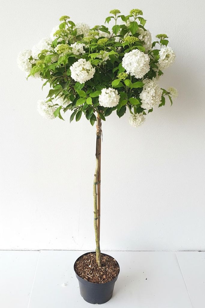 Viburnum 'Eskimo' I Schneeball Hochstamm - weiß blühend | Produktbild 