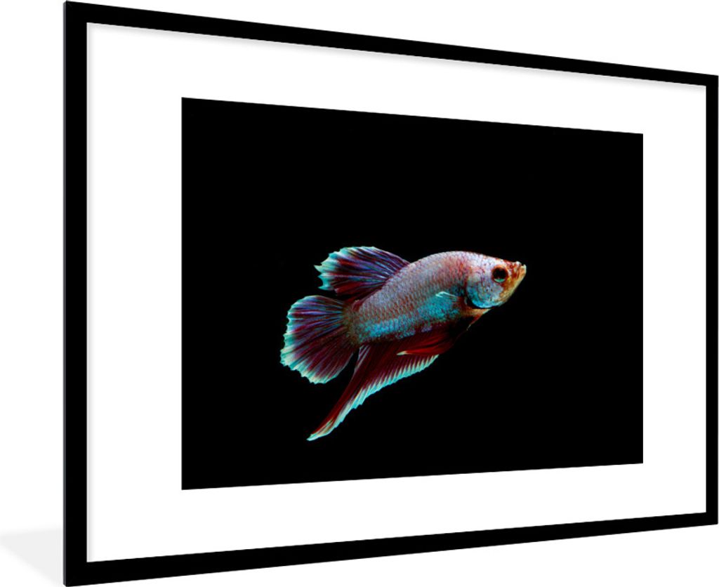 MuchoWow Gerahmtes Poster Fische - Tiere - Licht 90x60 cm - Poster mit Schwarzem Bilderrahmen Wandposter Rahmen Foto Bilder - Wanddekoration - Fotos