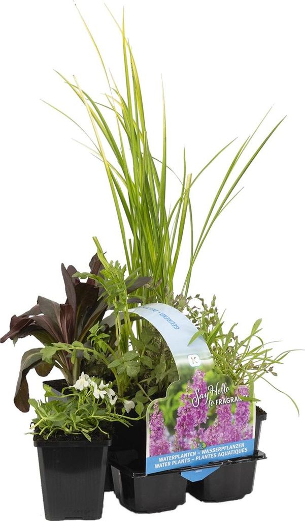 Bloomique - Zestaw 6 - Pachnące rośliny do oczek wodnych - Zdjęcie produktu 