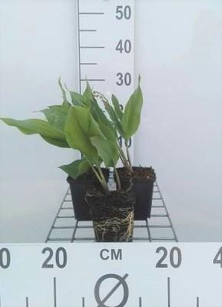 6 x Convallaria majalis - konwalia majowa - doniczka 9 x 9 Zdjęcie produktu 