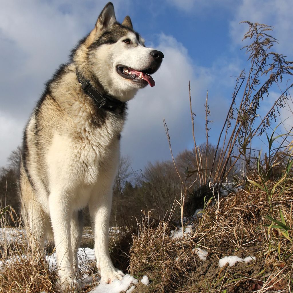 Hunde Kunstdruck Bild - Alaskan Malamute Schlittenhund (70 x 70 cm)