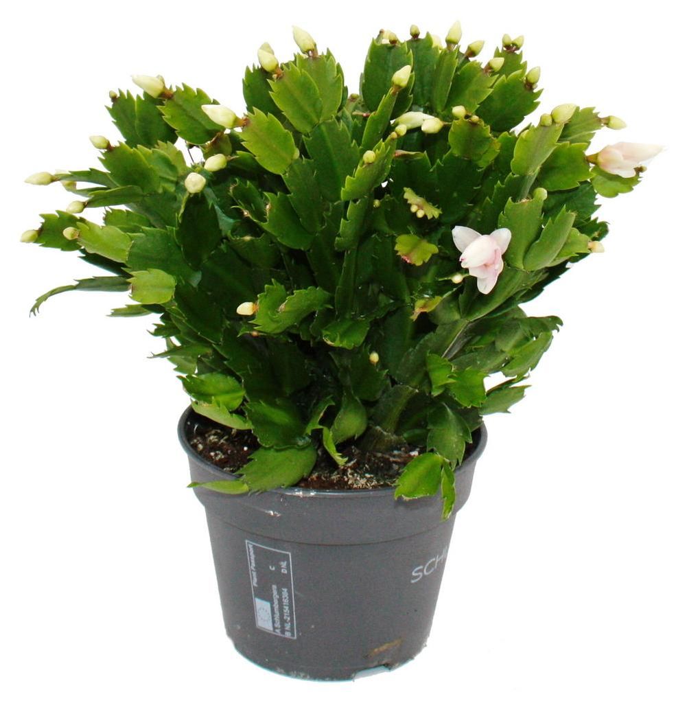 Großer Weihnachtskaktus – Schlumbergera – XXL – Topf 17 cm Produktbild 