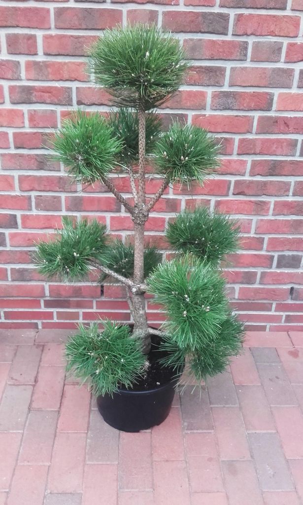 Gartenbonsai Pinus sylvestris 140–150 cm – Kiefer Bonsai Produktbild 