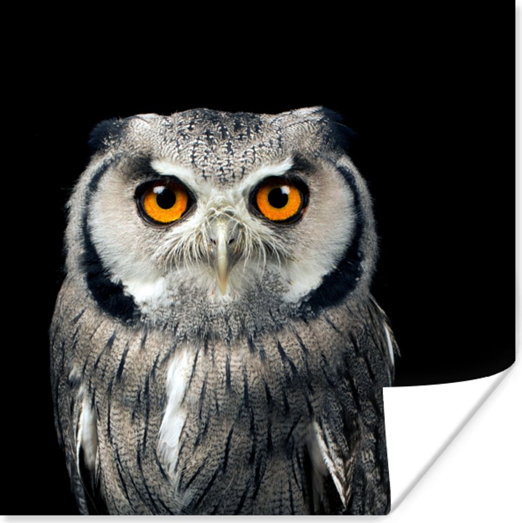 MuchoWow Poster Eule - Vogel - Orange - Schwarz 30x30 cm - Wandposter - Printing