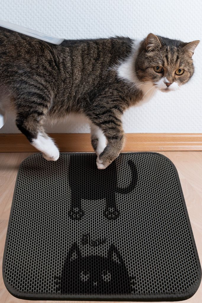 Conceptum Hypnose, Bounce Cat Mat, Katzenstreumatte, Mehrfarbig, 100 % PVC, 40 x 60 cm