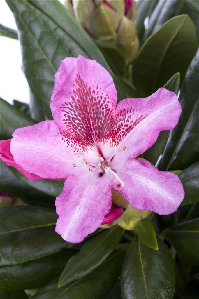 Rhododendron Hybr. 'Cosmopolitan', rosa Blüten, 30–40 cm