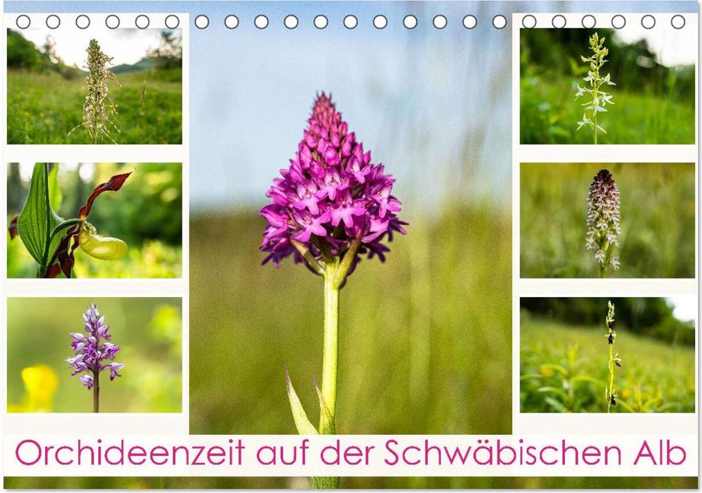 Orchideenzeit auf der Schwäbischen Alb (Tischkalender 2026 DIN A5 quer), CALVENDO Monatskalender