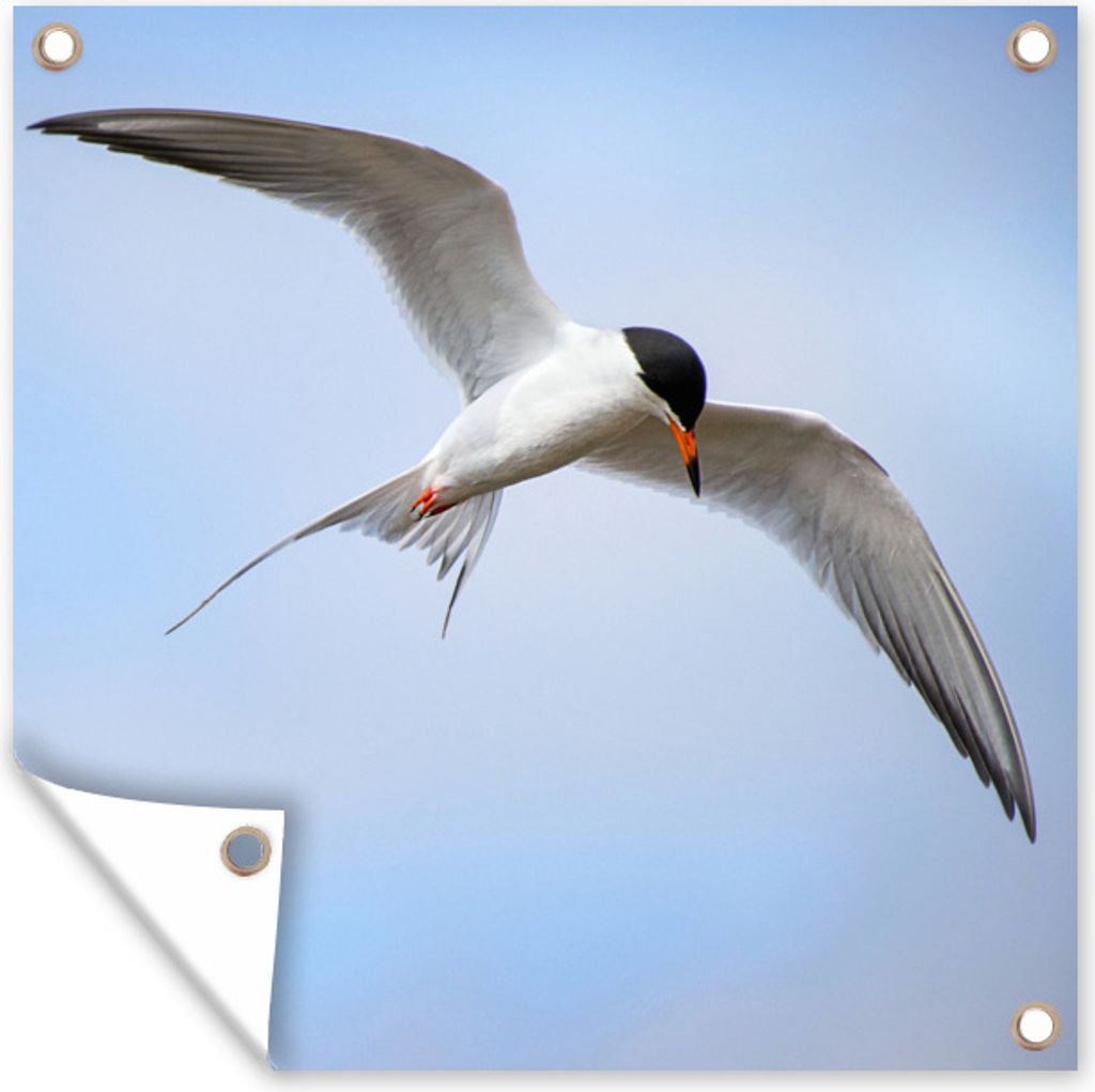 MuchoWow 100x100 cm Outdoor-Poster Gartendeko Sichtschutz Garten Poster für den Garten Eine Weißflügelseeschwalbe fliegt am blauen Himmel