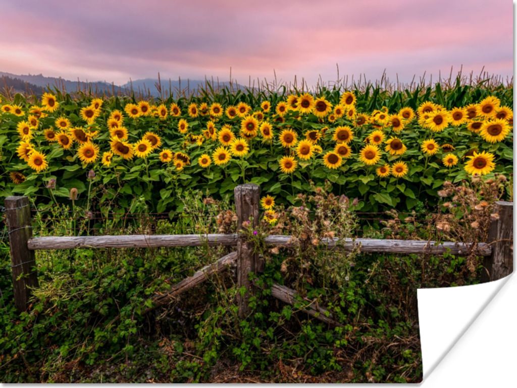 MuchoWow Poster Sonnenblume - Blumen - Pflanzen 40x30 cm - Plakate für die Wände - Poster Wohnzimmer