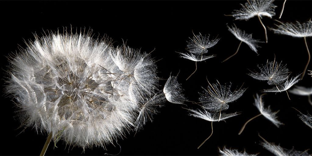 Tulup Leinwandbild -100x50 cm - Wandkunst - Drucke auf Leinwand - Leinwanddruck - Blumen & Pflanzen - Schwarz - Pusteblume