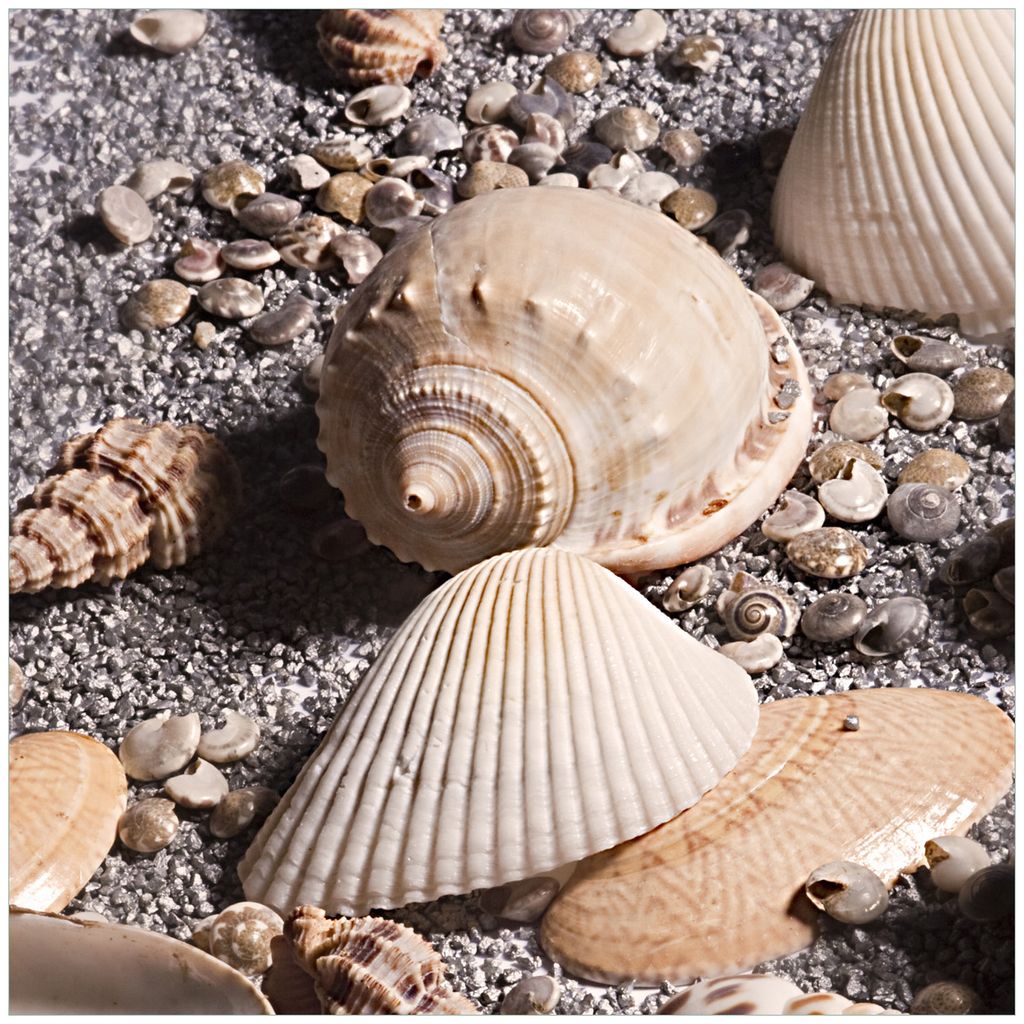 Wallario Wandbild aus Acryl, 50 x 50 cm, freischwebende Optik - Muscheln am Strand