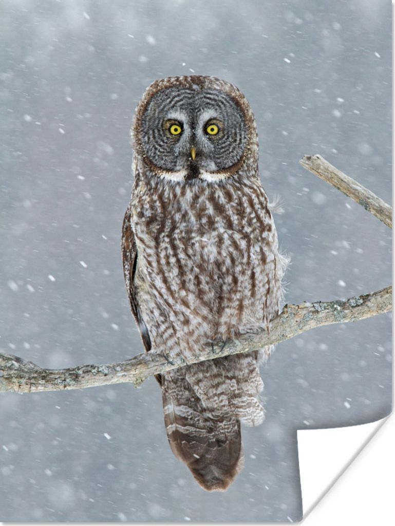 MuchoWow Poster Eule im Schnee 120x160 cm - Wandbilder